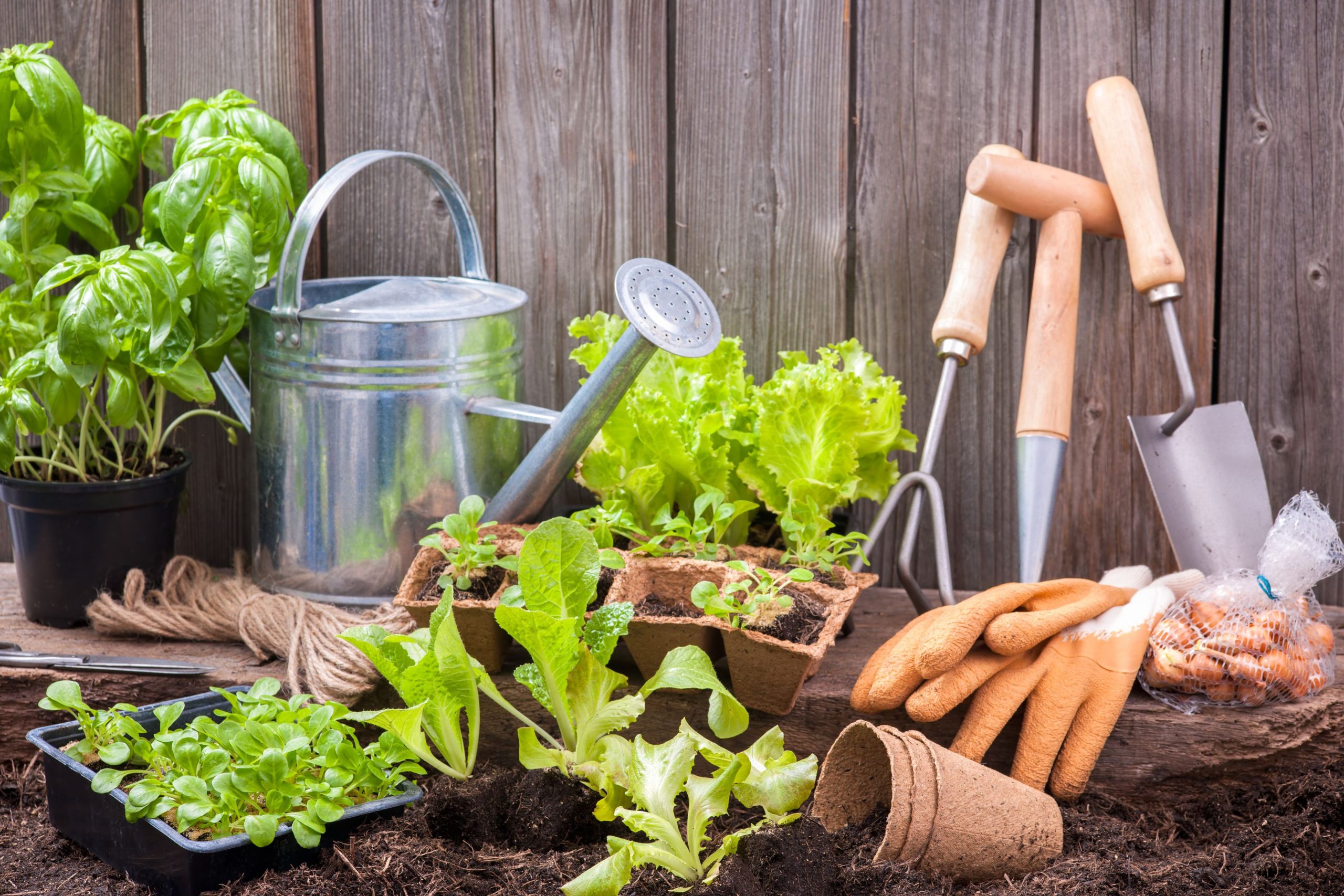 image de présentation. Sur cette image on peut voir des légumes vert avec des outils de jardinage telle qu'un arrosoir, gants, râteau ... 