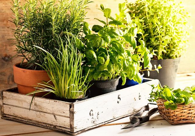 pot d'herbe aromatique, dans une caisse on retrouve plusieurs pot avec differente herbe aromatique, et des ciseaux sur le sol